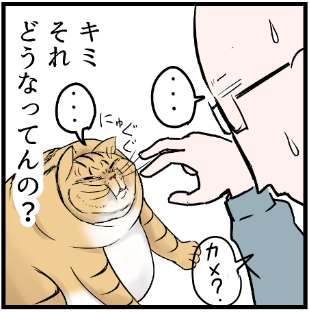 猫はたまに珍妙な動きをする・・・w
 #ニャンコ #まんが #猫 #猫あるある #猫漫画 #ペット #飼い主 #エッセイ漫画 #キャット #ねこのいる生活 #4コマ 