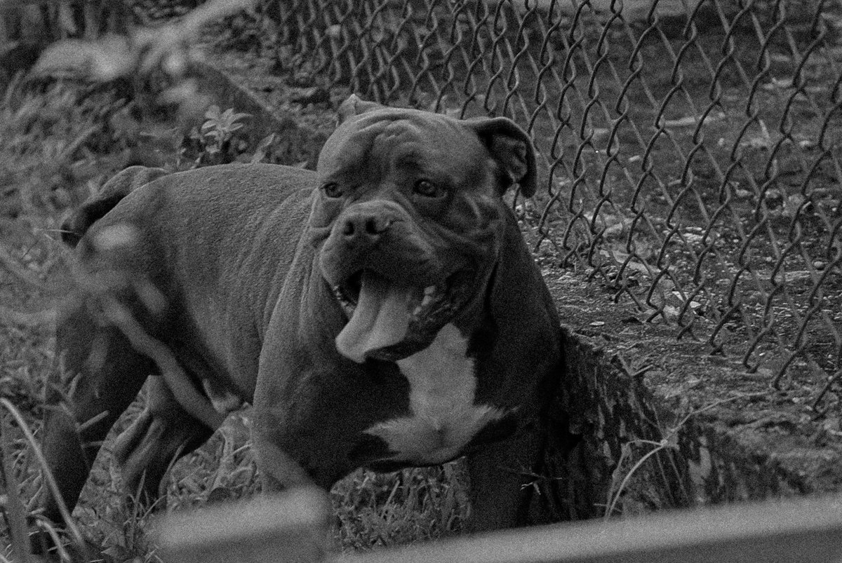 GN 🌌.  
MY DOG SAYS GOOD NIGHT.🖤

#photography #Pets #dogecoin #FOTOS #instagram