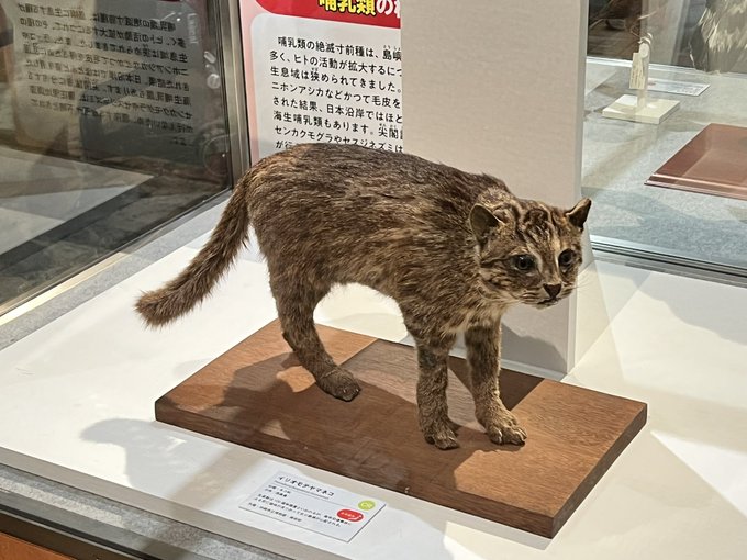 イリオモテヤマネコのtwitterイラスト検索結果 古い順