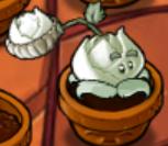 today's cabbage of the day is cabbage-pult from plants vs zombies! (he/him)