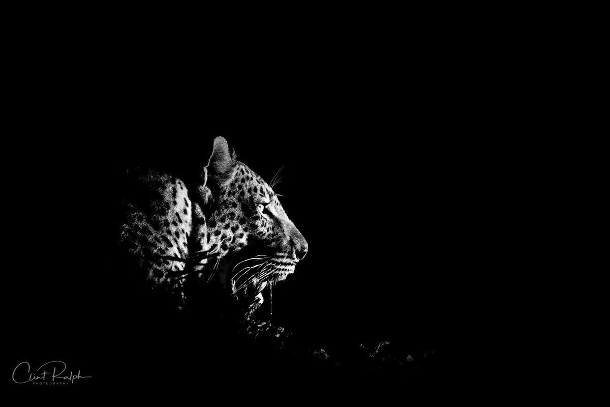 EndangeredMints's tweet photo. GN!👑
Sweet dreams, see you tomorrow.

#NFTs #ETH #ADA #CardanoCommunity #Ethereum https://t.co/IQfqETFWGZ