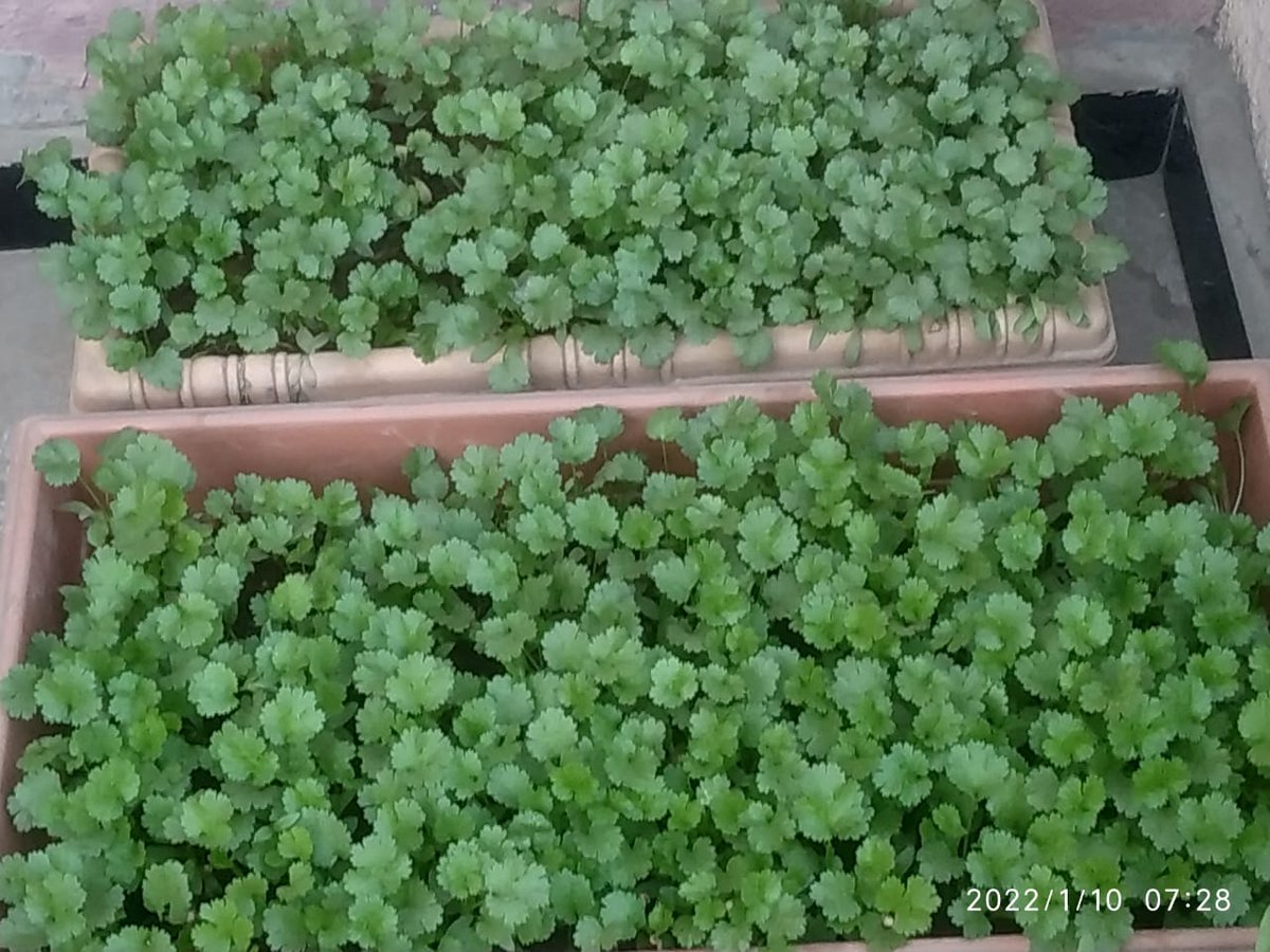 Our miniature🚜🐄🌾 farm
# produce from mini farm