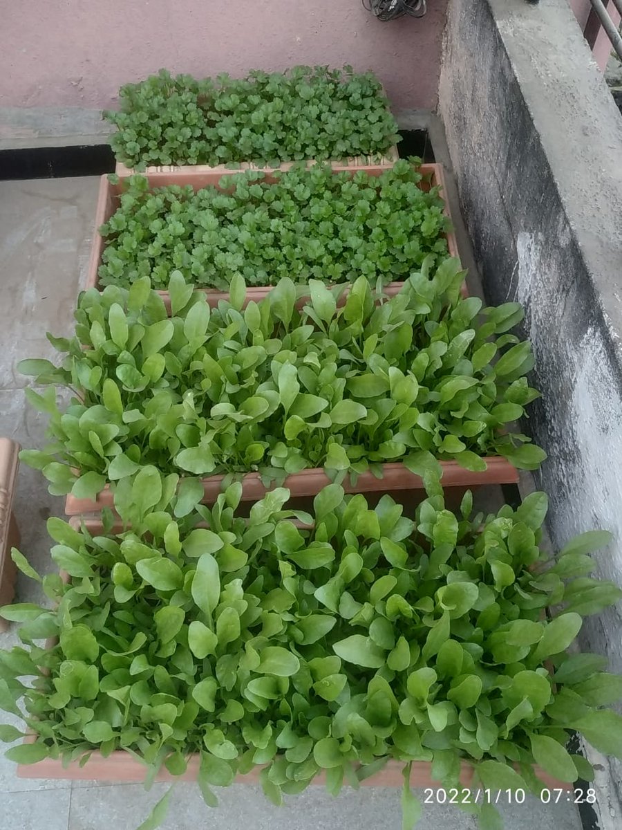 Miniature 🚜🐄🌾