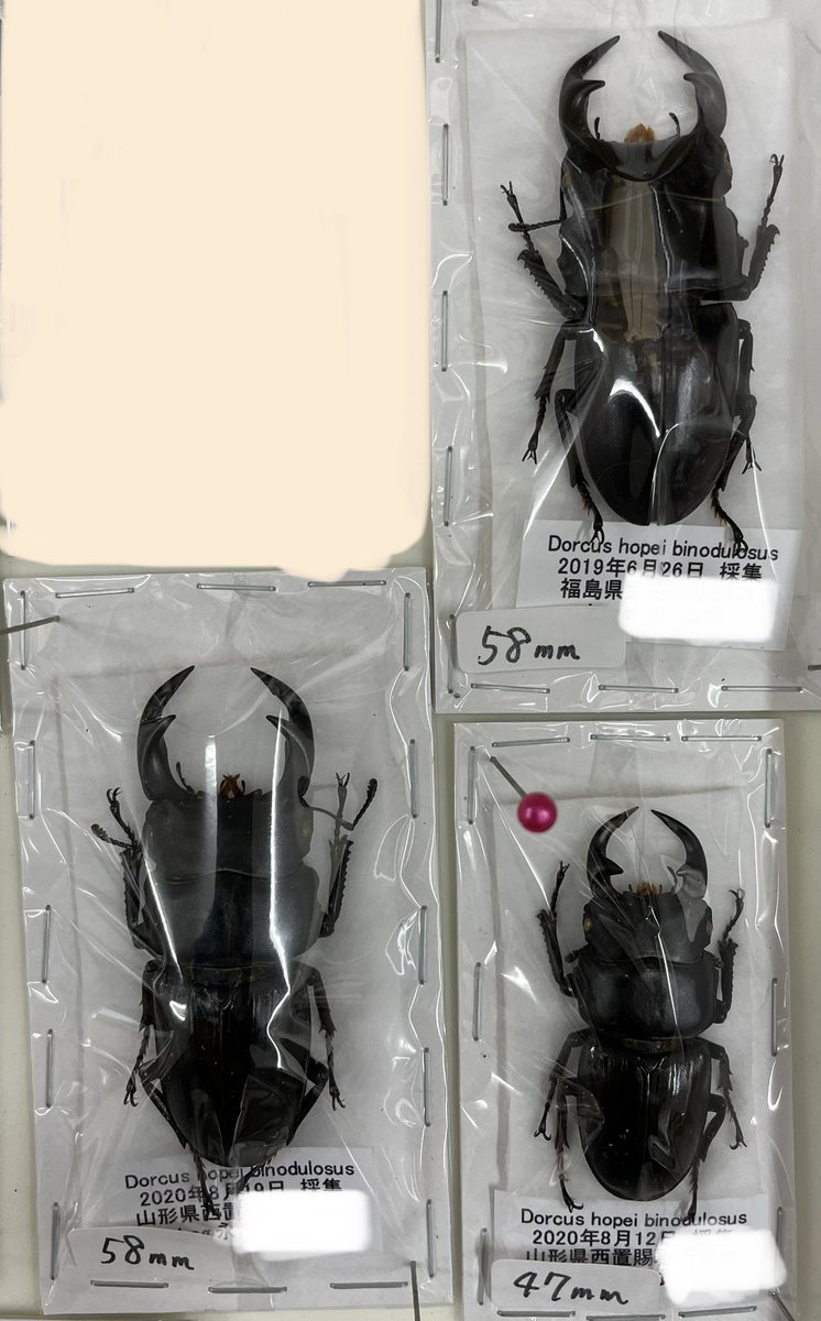 今日の標本！ 売ってそうで売ってない、天然国産オオクワ標本