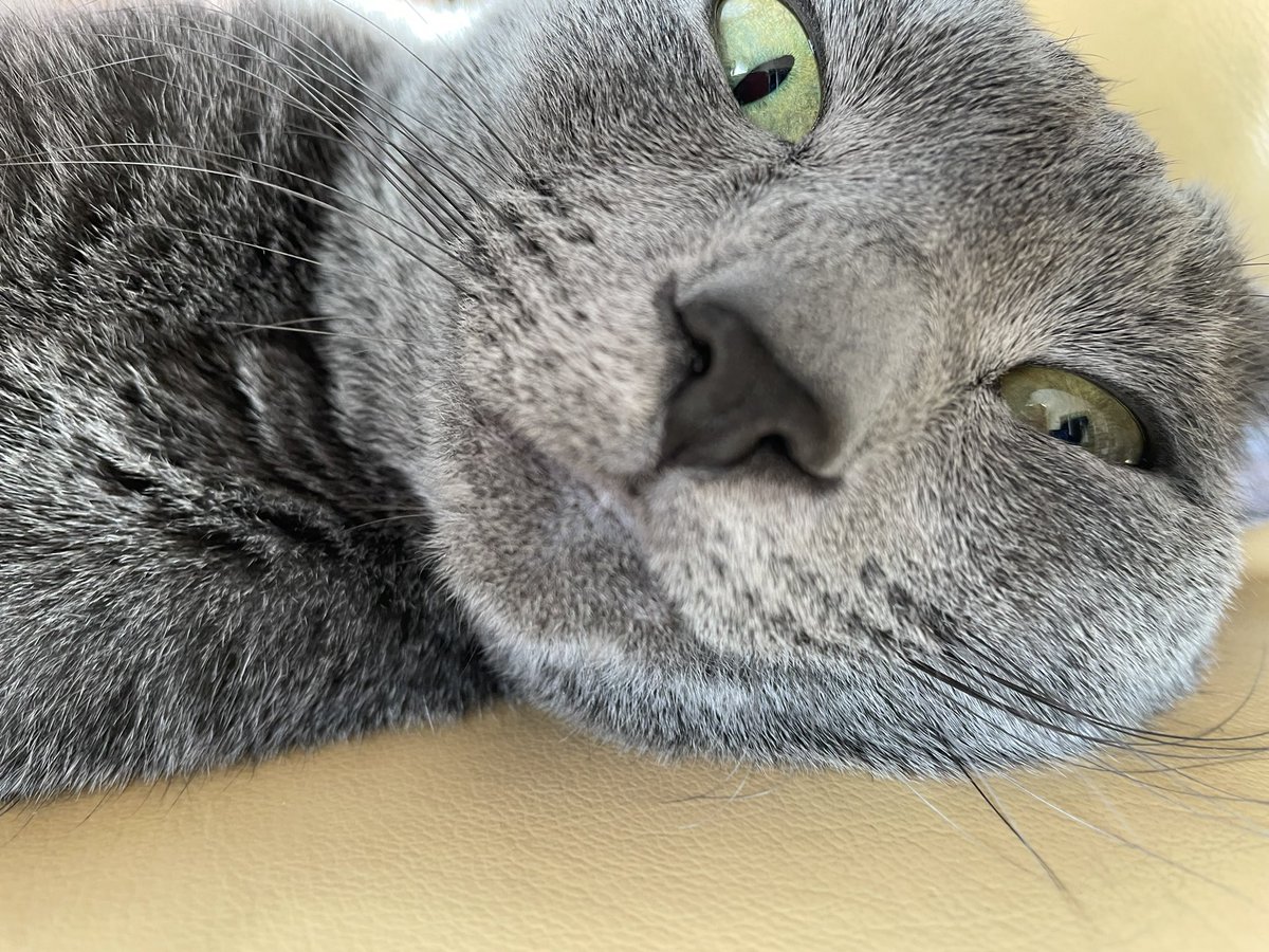 devilkillertype's tweet image. ニル　「おはゆ。」

ヌシ　「おはゆ。　まだ年越し気分が抜けてないなぁ、、、」

ニル　「しっかり稼いでくれないと、、チュール喰いっぱぐれるっぺよぉ〜」

ヌシ　「へぇ〜い、、、」

ニル　「頼むよ、ヌシくん！！」