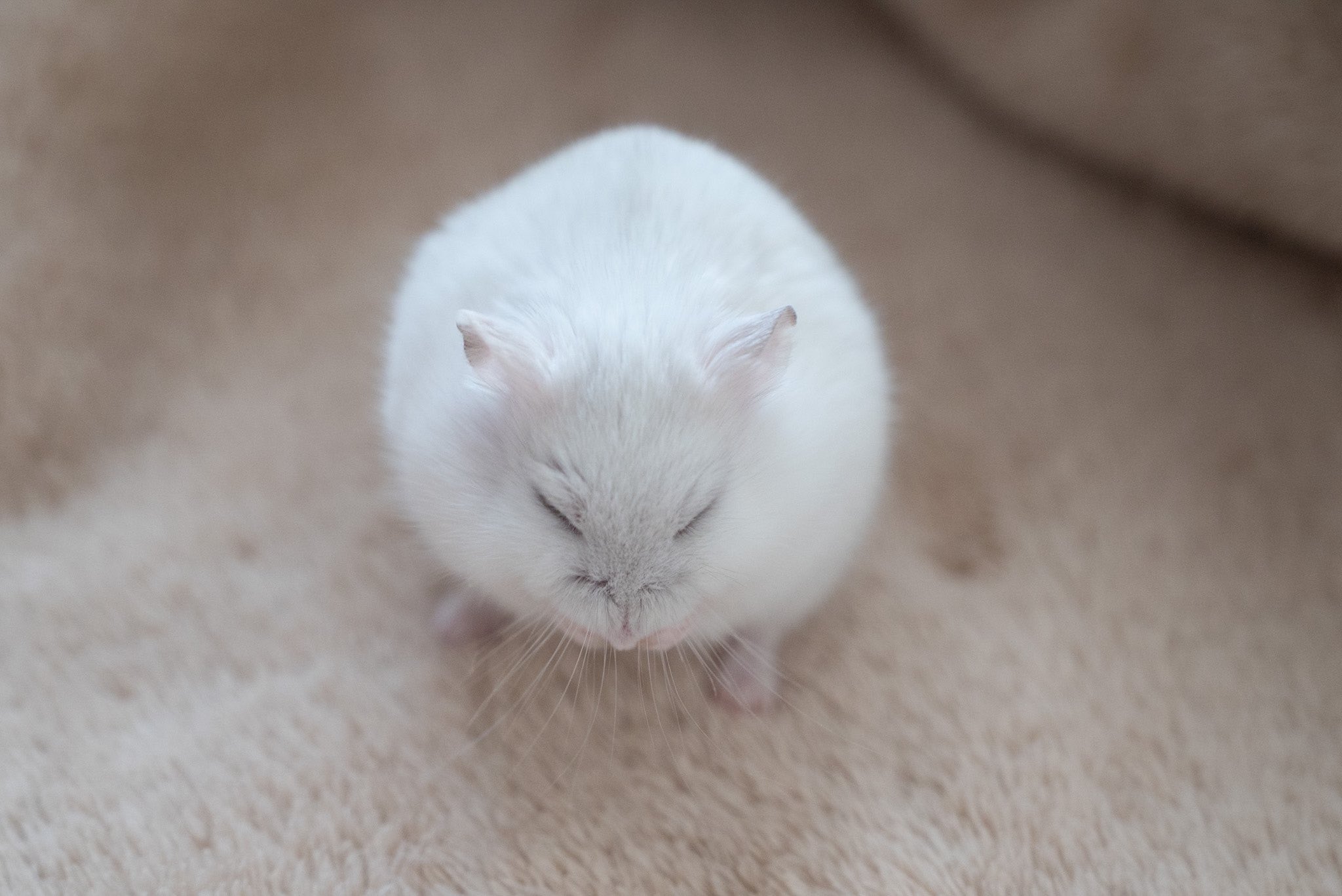 ぱる 雪のように白いハムスター T Co 1kmrbxpjqs Twitter ぱる 雪のように白いハムスター T Co 1kmrbxpjqs Twitter