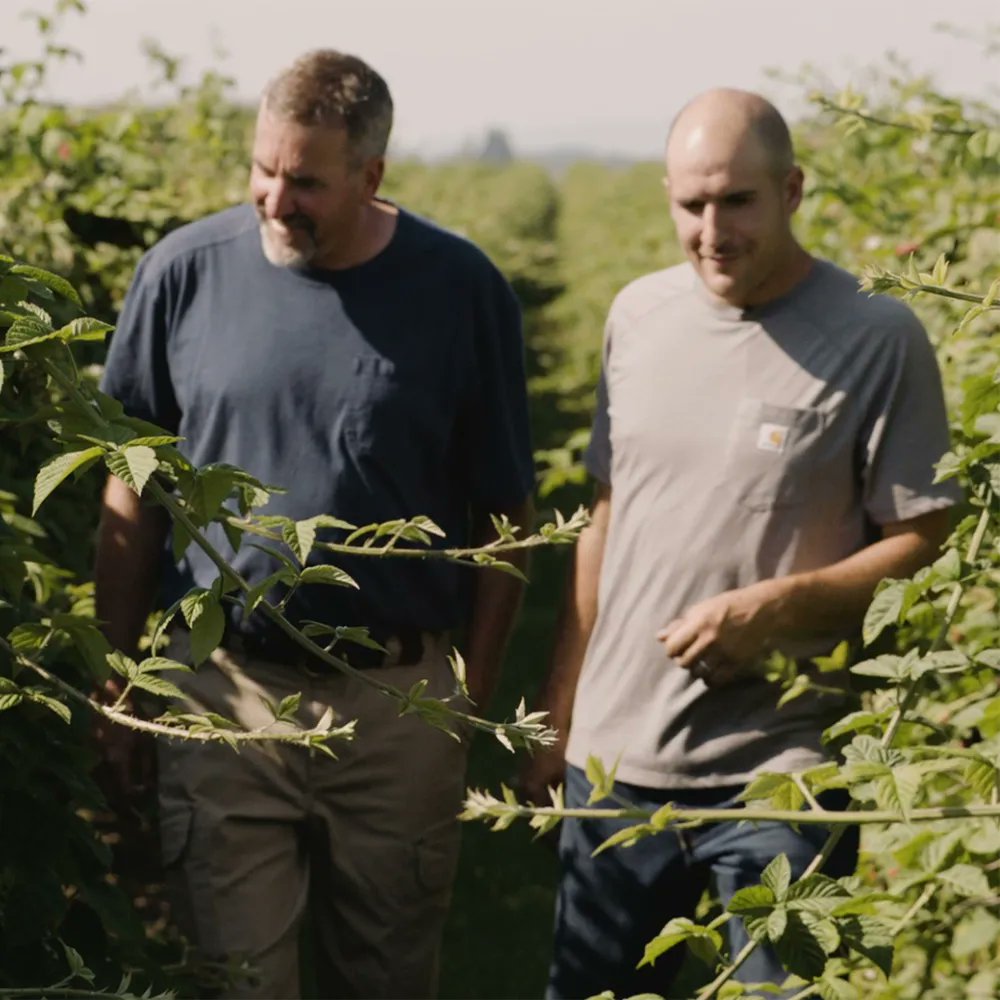 oregonberries's tweet photo. What makes Oregon blackberries unique is that they are grown on small family farms who care about the taste &amp; nutrition of each blackberry they harvest. Join us &amp; #thankafarmer 

Learn more: https://t.co/9eRDa1A6ZZ

#oregonberries #blackberries #raspberries #oregonfarm #oregonag https://t.co/84qp8U0EPB