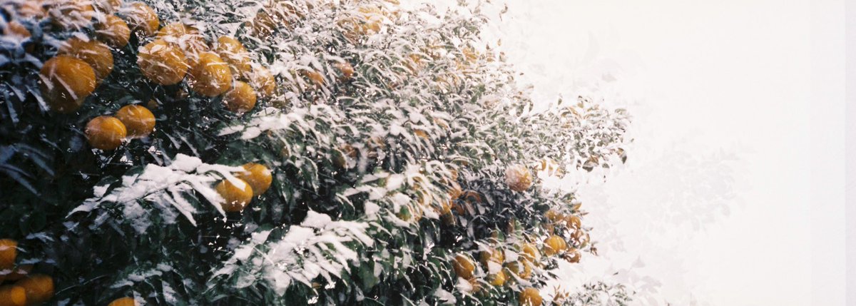 rui_77_'s tweet photo. film
雪の中に無理矢理に働かせたから出来上がりがこうなってるの。
それにしても頑張ってくれてありがとう。
#フィルム #フィルムカメラ #東京カメラ部 #minolta #minoltaps #fujicolorsuperiaxtra400 #film #filmphotography #底片 https://t.co/ju2Nt0zCbP