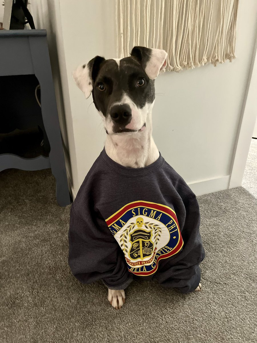 MK_Triggs's tweet photo. Congrats to all of the newest members of Sigma Sigma Phi - Alpha Beta chapter! Rocco &amp; I are so proud of you 🐾 https://t.co/uERJ2lqwaP