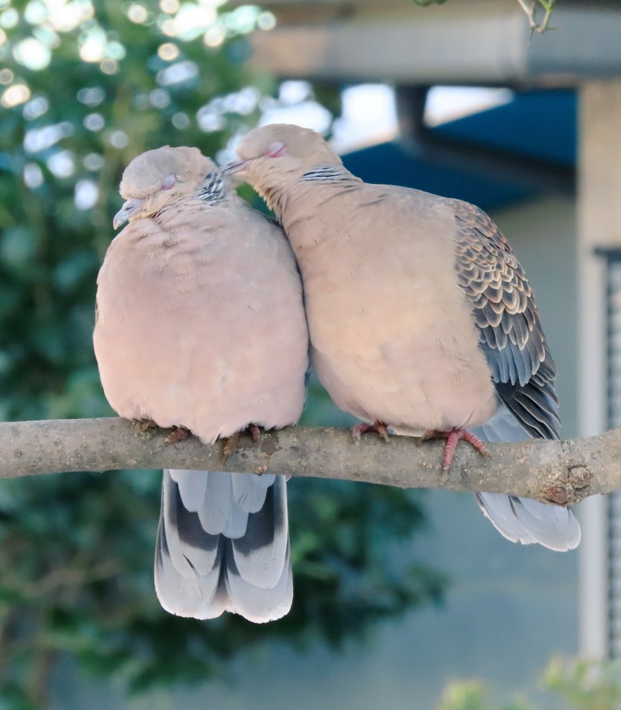 タグ 鳩 の注目ツイート メガとんトラック
