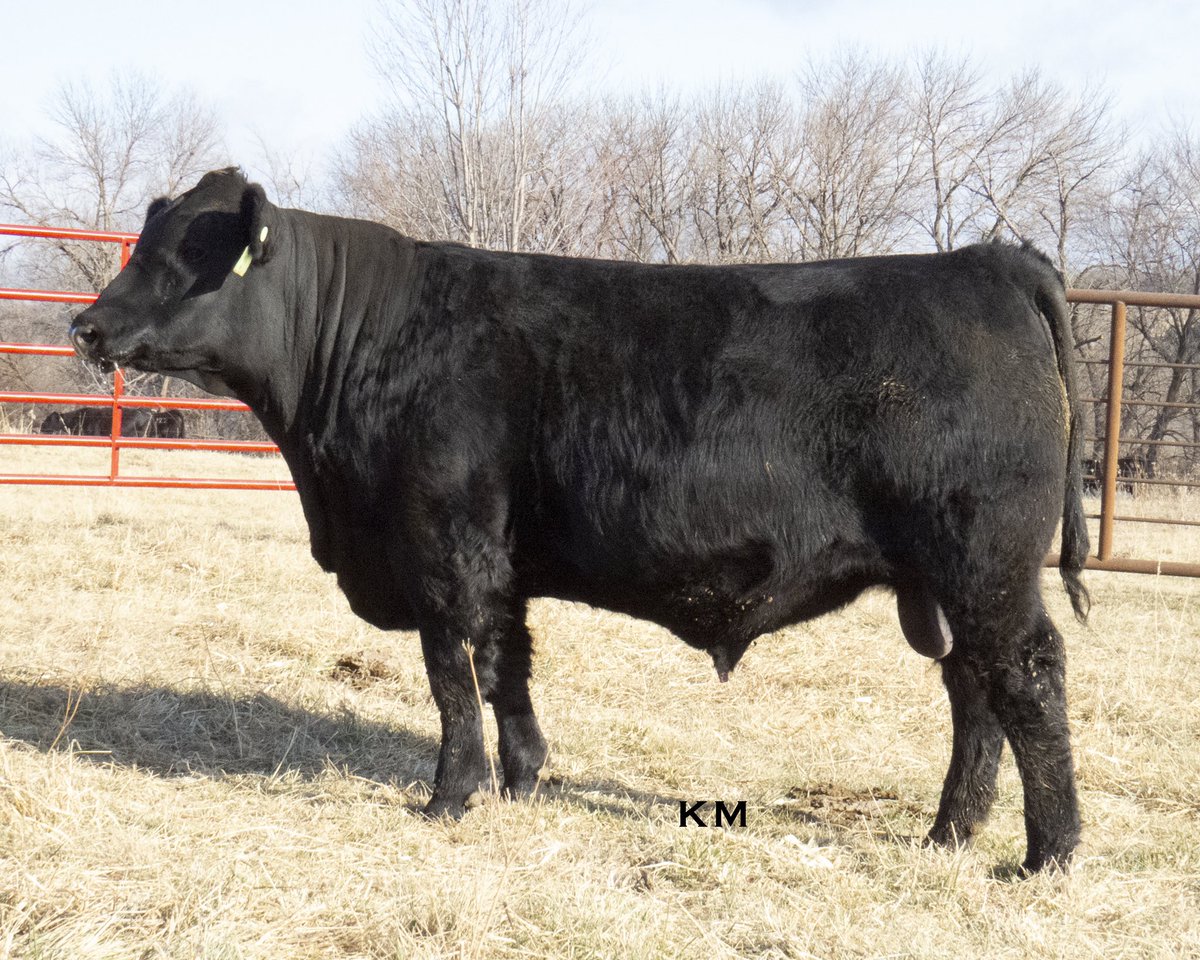 KyleMusfeldt's tweet image. In the market for a bull this spring? You won’t want to miss our March 7th annual bull sale. Selling 41 Performance Bulls + 14 Breed Impact Females. Bulls are bred to impress and fed for longevity. More info at kmcattle.com