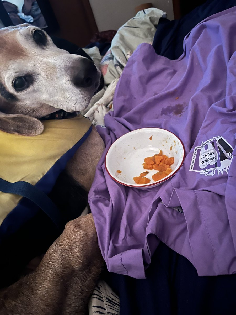 kip2malu's tweet photo. Austin’s chemo has messed with his appetite, blood work is good and he is more active and ornery. I guess the cure is mom letting him eat in bed…that was a full bowl, it is now empty. #AustinDog #DogsofTwittter @beaglefacts https://t.co/j20WAher7a
