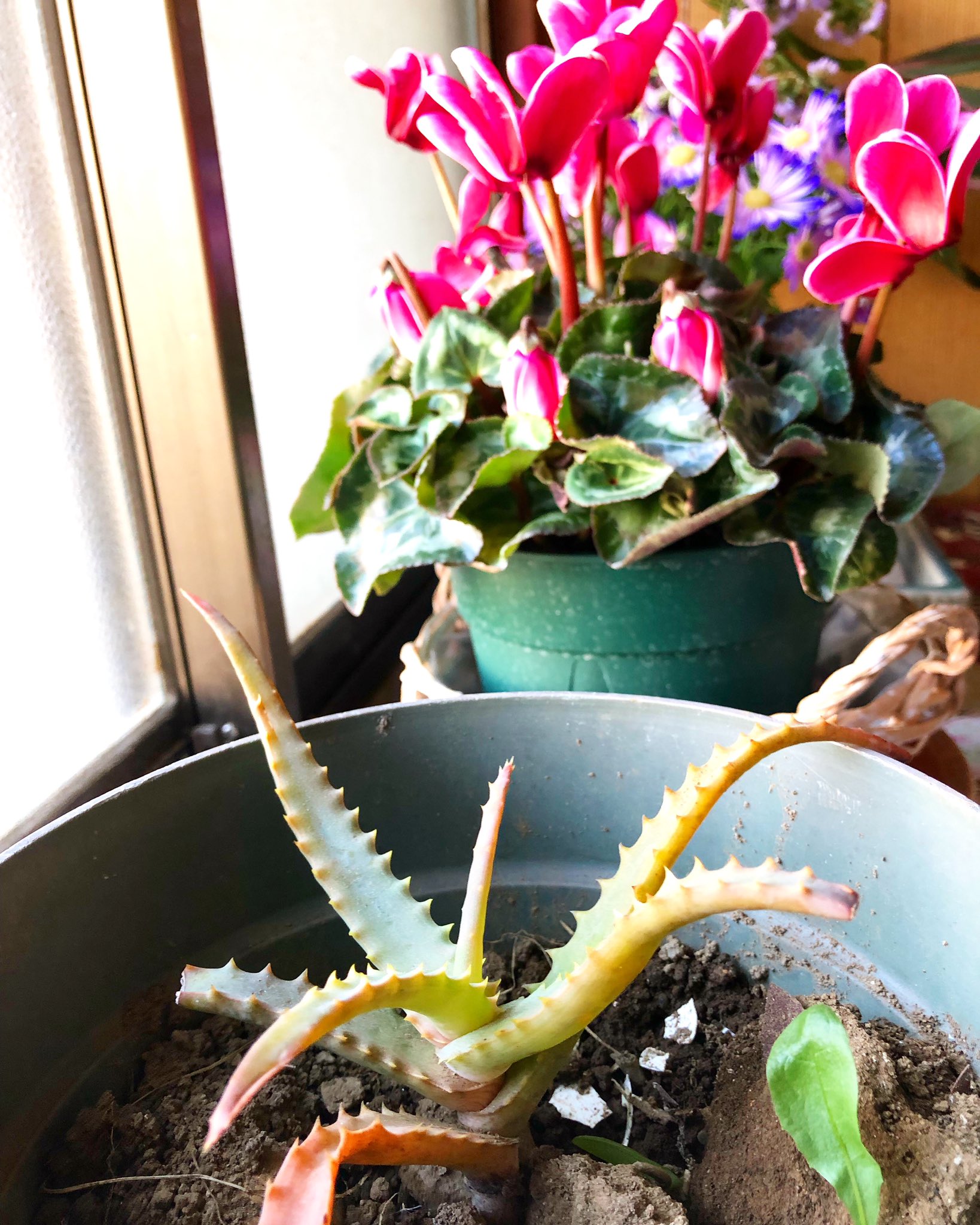 ハート ジュエリーken 数年ぶりに アロエを買ってみました 仕事中 バーナーで火傷すると すぐに果肉を張って火膨れになるのを防げる薬にもなる 頼もしい味方にもなります 大事に育てます アロエ 鉢植え T Co Quiekyvgt6 Twitter ハート ジュエリーken 数年ぶりに アロエを買ってみました 仕事中 バーナーで火傷すると すぐに果肉を張って火膨れになるのを防げる薬にもなる 頼もしい味方にもなります 大事に育てます アロエ 鉢植え T Co Quiekyvgt6 Twitter