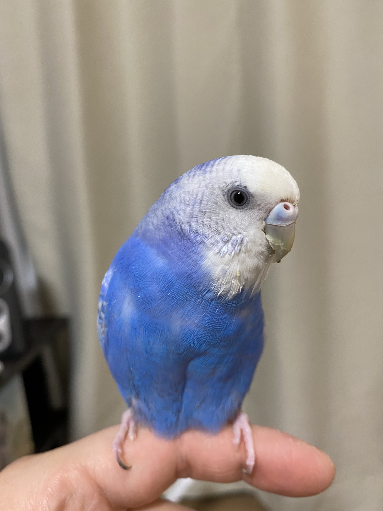 逃げたセキセイインコが帰ってきました 22 1 10 愛知県刈谷市でセキセイインコ 青系 が逃げてしまいました もし見かけて保護していただけましたらdmまでご連絡下さい また拡散宜しくお願い致します セキセイインコ インコ保護 ペット保護 インコ