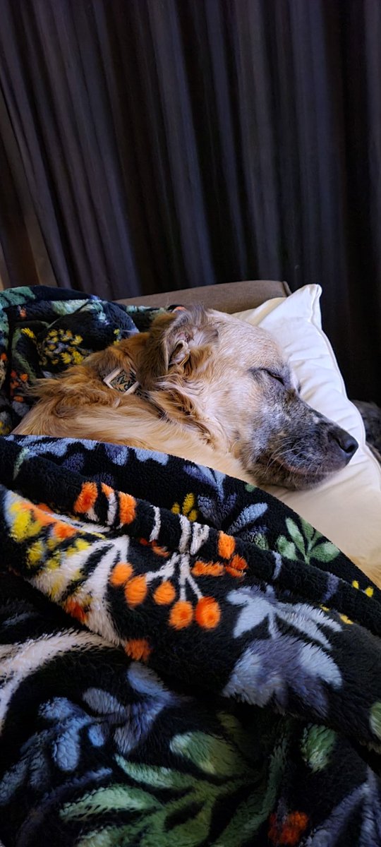imameankid's tweet photo. @MeowWolf My girl sleeping with me while I had the flu. https://t.co/oNLuwfPQ4m