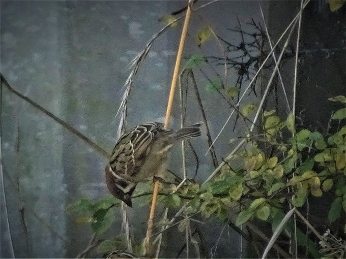 スズメのtwitterイラスト検索結果