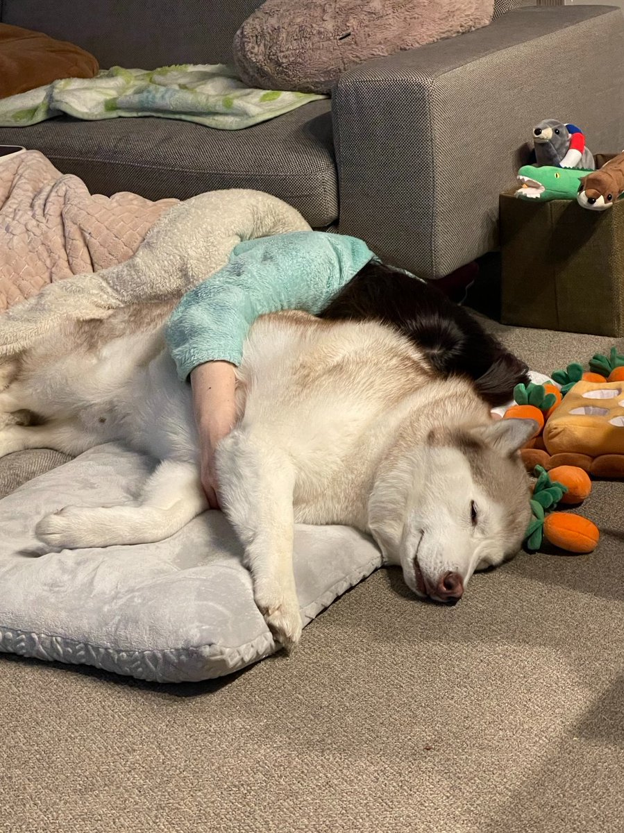 ハスキーさんのモフモフ抱き枕 憧れのシチュエーションが大きな話題に 一緒に寝ている飼い主さんに話を聞いた ブリーダーナビ