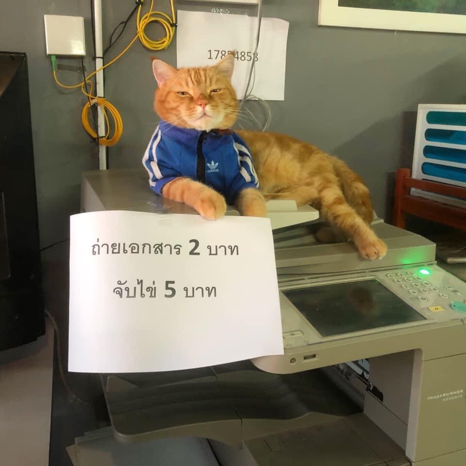 ไข่ขึ้นราคา