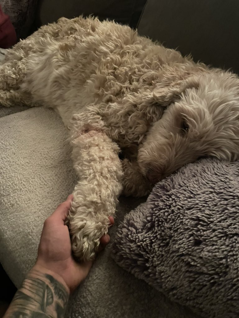 spiverrr's tweet photo. Rest easy my baby girl. Thankful for your 13 years and all the love you gave growing up as a child. Miss Bella 🤍💜 https://t.co/fueQWS9ne1