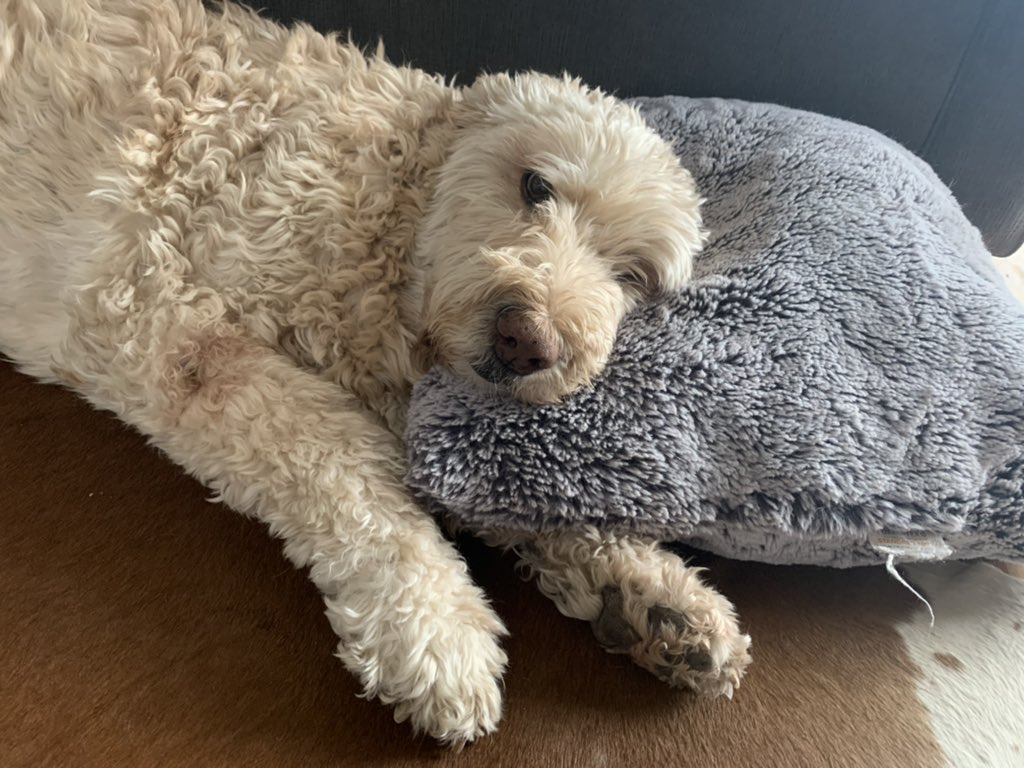 spiverrr's tweet photo. Rest easy my baby girl. Thankful for your 13 years and all the love you gave growing up as a child. Miss Bella 🤍💜 https://t.co/fueQWS9ne1