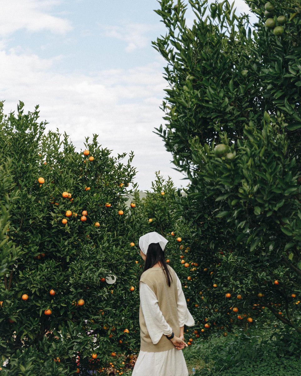 petchpechon's tweet photo. JINJU The Orange Farm - สวนส้มจินจู ม่อนแจ่ม จ.เชียงใหม่ 🍊🏡
สวนส้มกลางภูเขา ที่ชิคที่สุด อย่างกับหลุดไปอยู่ที่เกาหลี!
นับว่าเป็นสวนส้มสุดชิคจริงๆ ทั้งบรรยากาศดี มุมถ่ายรูปเยอะ ฟิลเกาหลีมากๆเลยครับ ที่นี่อยู่ #เชียงใหม่ ไม่ต้องบินไกลถึงต่างประเทศเลยฮะ ✨
#Petchography #เพชรถ่าย https://t.co/gLhazNUz5e