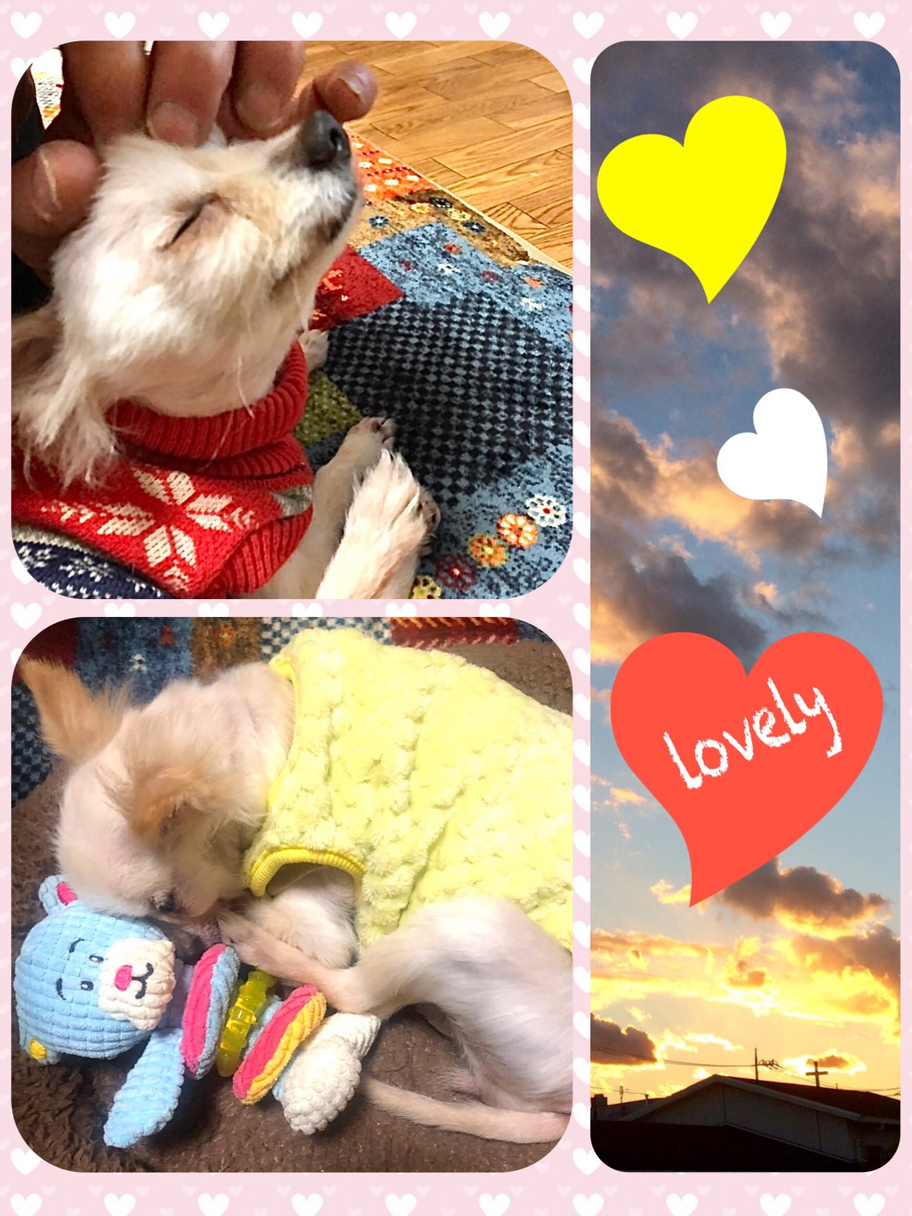 わんだん邸 ラック 正式譲渡のお知らせ ポメラニアンのラックが正式譲渡になりました 新しいお名前は あずき ちゃん 里親さんの愛情に包まれて 幸せそうなお写真を頂きました あずきちゃん 安心できるお家が見つかって本当によかったね