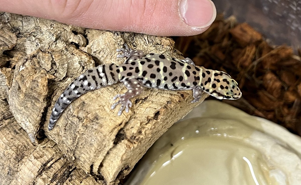 2階新入荷〜 ・デカンランドゲッコー 1匹のみの入荷！ ・モザンビーク