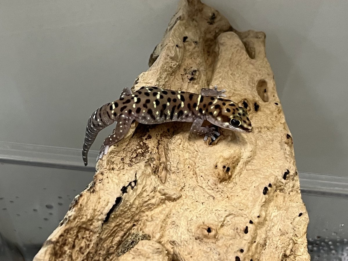 2階新入荷〜 ・デカンランドゲッコー 1匹のみの入荷！ ・モザンビーク