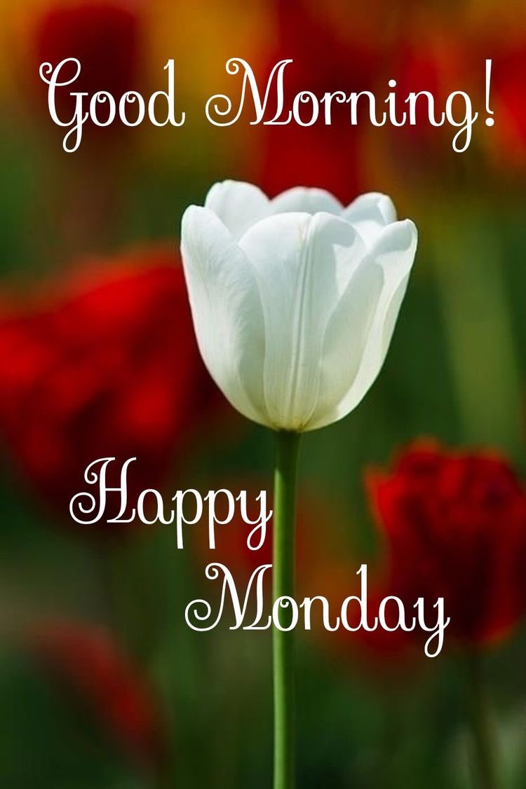 Dianne__LadyD's tweet photo. #GoodMorningEveryone 

#HappyMonday 

#OffLine https://t.co/5JABBJyQ6q