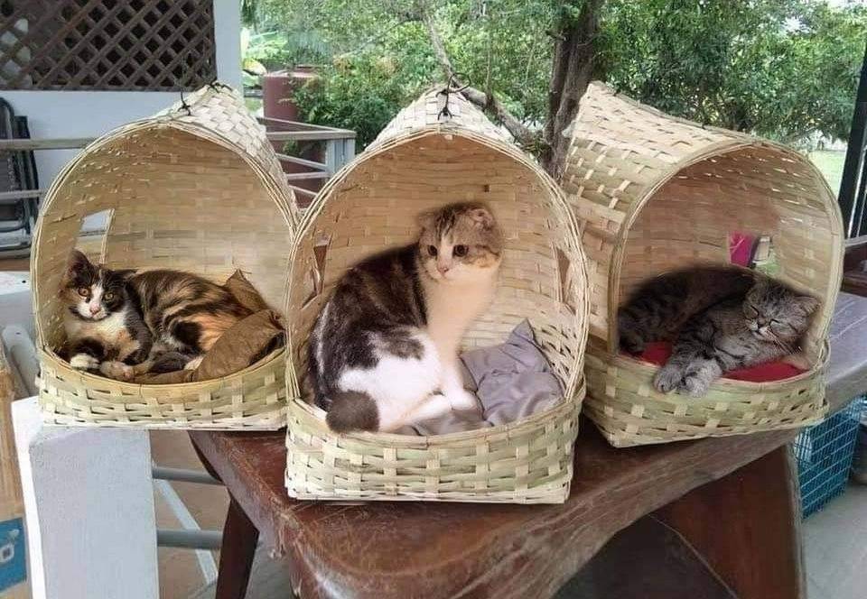CondocatLd's tweet photo. 🙏🐈ขออนุญาตพี่เจ้าของทวิตคะ ฝากร้าน บ้านแมวสานตายายสานมือเองเป็นงานฝีมือแฮนด์เมคเน้นความแข็งแรง น้องแมวนอนได้สบายๆ มีกลิ่นไผ่หอมๆใหน้องดมได้จ้า สนจัยสั่งให้น้องแมวสสามารถทัก dm หรือทักไอดีไลน์ 👉👉meejoysee ได้เลยจ้า ช่วยรีทวิตให้ตายายได้นะจ้าขอบคุนมากๆคะ🙏🙏🙏🐈🐈👇👇💥💥 https://t.co/Lh05sViGxZ