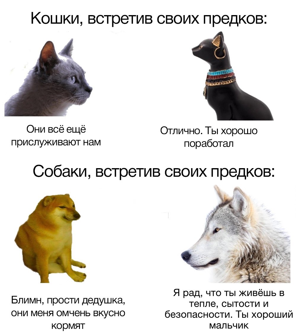 OrcInquisitor's tweet photo. Короче мне надоело то что собак выставляют слабыми поэтому я стырила из вк мем и сделала свой https://t.co/cCfxFTHLPy