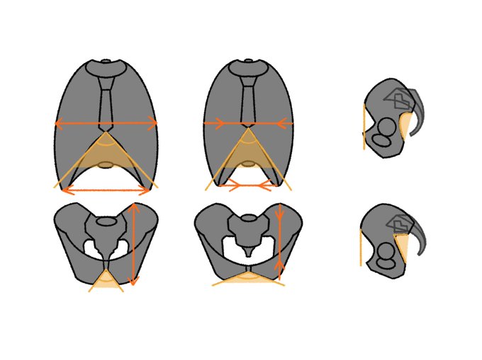 「伊豆の美術解剖学者@kato_anatomy」 illustration images(Oldest)｜3pages