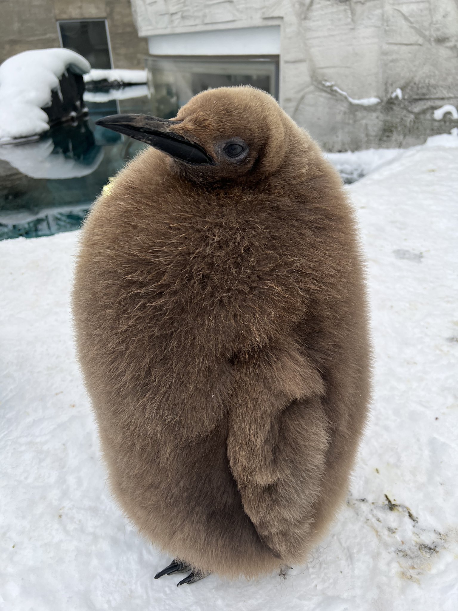 さむがりやのペンギン Amazon.co.jp: さむがりやのペンギン (DLデラックス 77