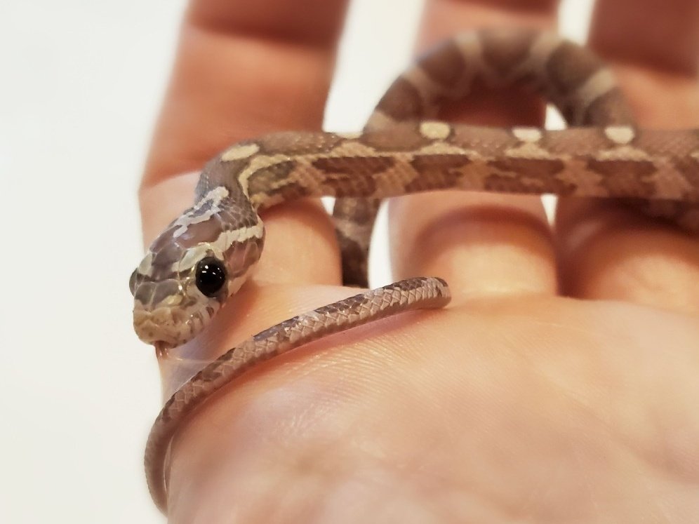 minillas_rock's tweet photo. 販売中🐍
コーンスネーク　ラベンダー
つぶらな瞳で可愛いです

コーンスネーク30%オフSALE対象になってます https://t.co/ml82SoU4A8