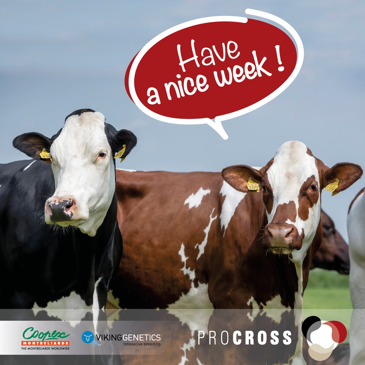 ProcrossCows's tweet image. #ProCROSS wishes you a good week! 🐄🐄☀️
#vikingred #coopexmontbeliarde #vikingholstein #dairycrossbreeding #proven #profitable #progressive