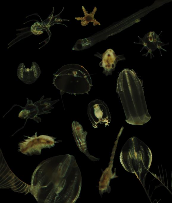 Pascal Hablützel (@pascalhablutzel) on Twitter photo Excited to share our layman's terms article on modern #plankton observation in <a href="/TOSOceanography/">Oceanography Society</a>: tos.org/oceanography/a…. With Isabelle Rombouts, Nick Dillen, Rune Lagaisse, Jonas Mortelmans, Anouk Ollevier, <a href="/michielperneel/">Michiel Perneel</a> and @klaasdeneudt. <a href="/jmeesvliz/">Jan Mees</a> <a href="/LifewatchBE/">LifeWatch Belgium</a> @EMBRCBelgium Excited to share our layman's terms article on modern #plankton observation in <a href="/TOSOceanography/">Oceanography Society</a>: tos.org/oceanography/a…. With Isabelle Rombouts, Nick Dillen, Rune Lagaisse, Jonas Mortelmans, Anouk Ollevier, <a href="/michielperneel/">Michiel Perneel</a> and @klaasdeneudt. <a href="/jmeesvliz/">Jan Mees</a> <a href="/LifewatchBE/">LifeWatch Belgium</a> @EMBRCBelgium