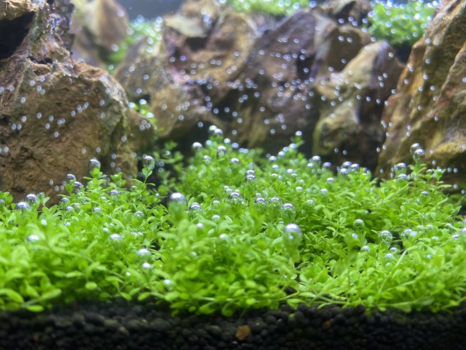 キューバパールグラスが根付くまでどれくらいかかる 根付かせる為の上手な植え方とは Every Day