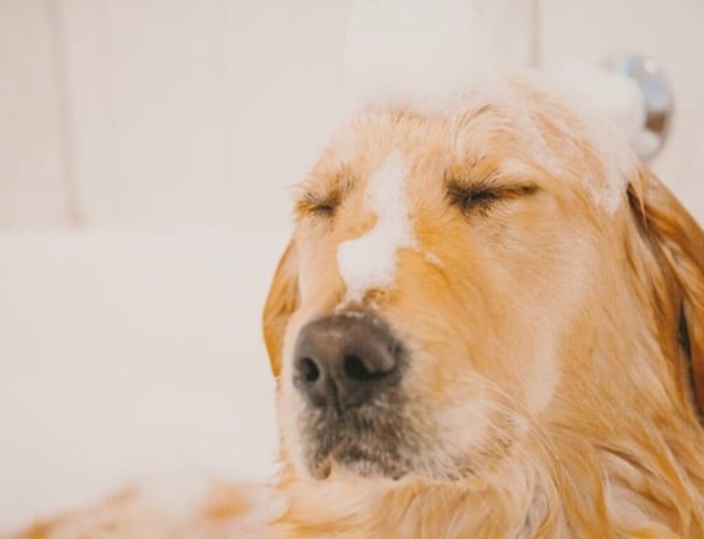 PupNFriends's tweet photo. When it comes to choosing the best dog shampoos for shedding, there are several excellent choices.

Read more 👉 https://t.co/whiCiLO4FH

#Shedding #Dogs https://t.co/WcW2lx0y7H