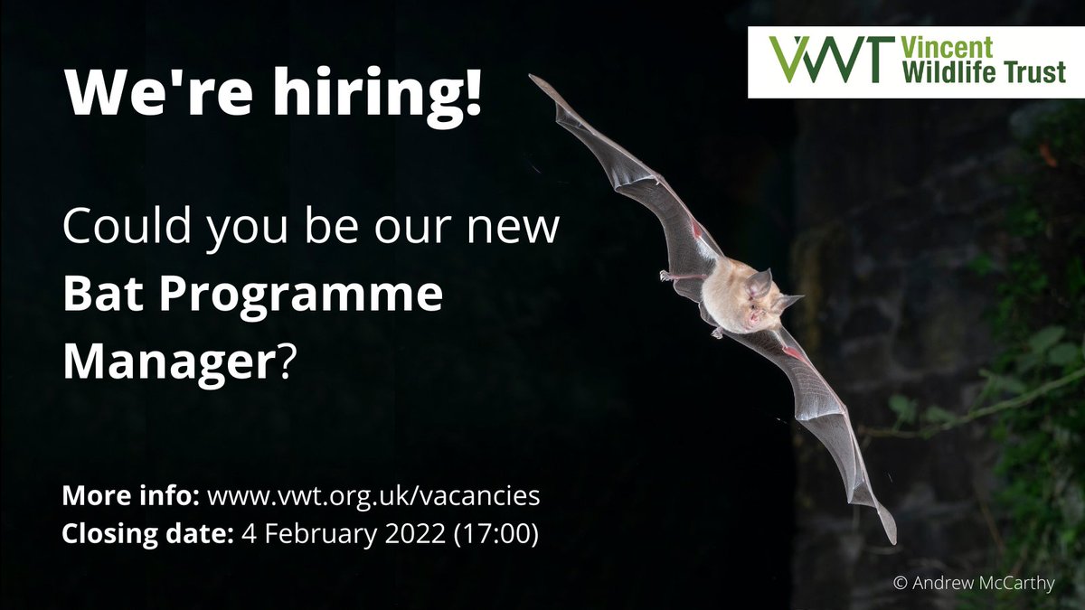 🔊We're hiring a new Bat Programme Manager!🔊 For more info and how to apply: vwt.org.uk/vacancies/