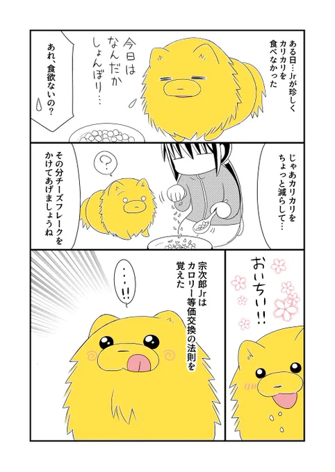 イッヌはカロリー等価交換の法則を覚えた。ヒトより自己管理の出来るポメ。
#宗次郎Jr #犬のいる暮らし #ポメラニアン 