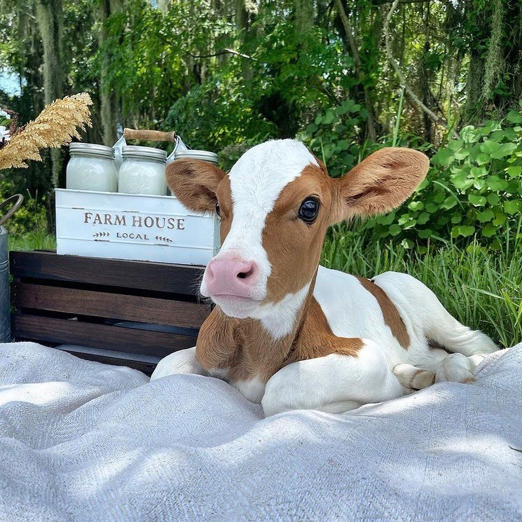 Milky. 🐄

An adorable little calf, Milky was rescued from factory farming by Sophie and brought to the UK country offices. Now with his own farmlands, he spends his days roaming the many acres of land and greeting guests!