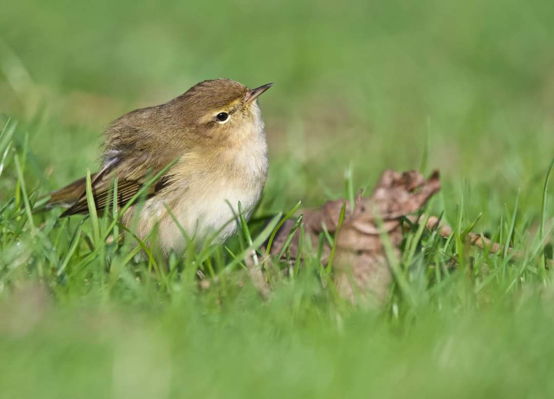 gary_roots's tweet photo. One of two Chiff-chaffs at Alvaston Park yesterday @Derbyshirebirds @DerbysWildlife @Natures_Voice @rawbirds @Avibase @wildlife_uk https://t.co/2a4fKDkDbR