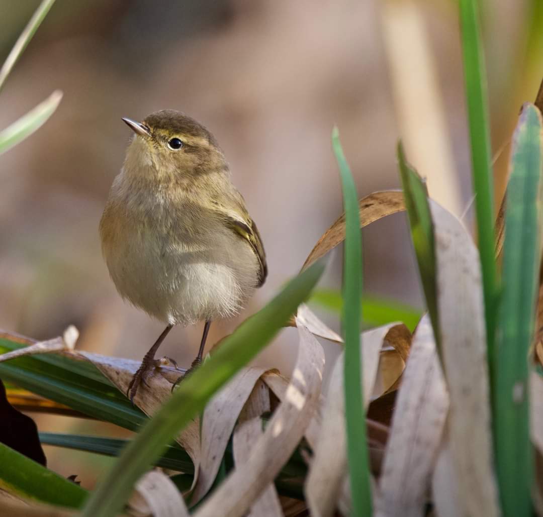 gary_roots's tweet photo. One of two Chiff-chaffs at Alvaston Park yesterday @Derbyshirebirds @DerbysWildlife @Natures_Voice @rawbirds @Avibase @wildlife_uk https://t.co/2a4fKDkDbR