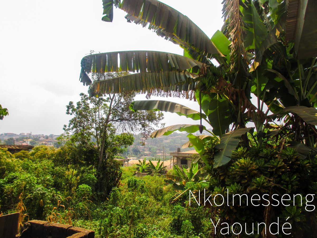 Picturecreate's tweet image. Un tour à nkolmesseng🇨🇲💥⚘