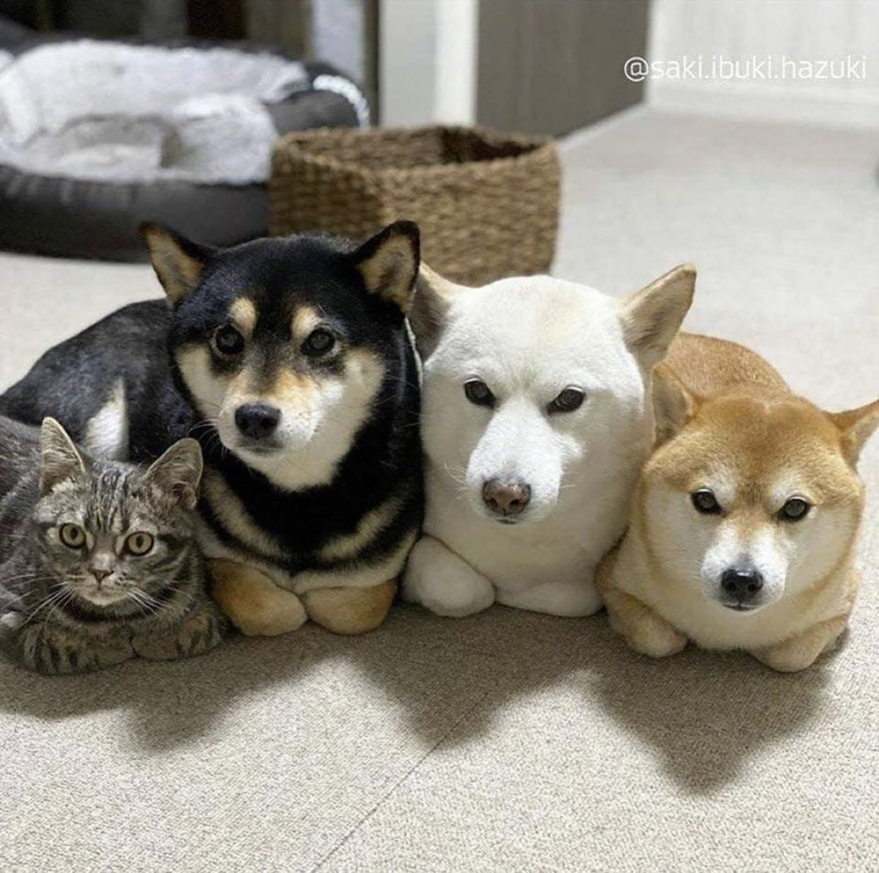 もふもふ動画 猫の先生に教わった座り方 可愛すぎる T Co Kpgzqwce7h Twitter