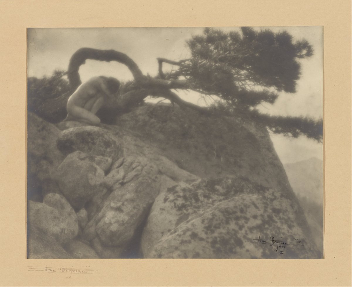 WomensArtForAll's tweet photo. The Lone Pine #pictorialism #annebrigman https://t.co/bb67PTRsVx