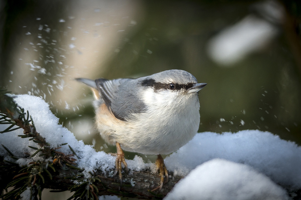 🕊Дворцовый поползень приветствует всех, у кого началась первая рабочая неделя! Всем своим видом он выражает бесстрашие и целеустремленность - идеальная установка для начала года.

💙 За снимок спасибо Андрею Костромину.
#хочувгатчину