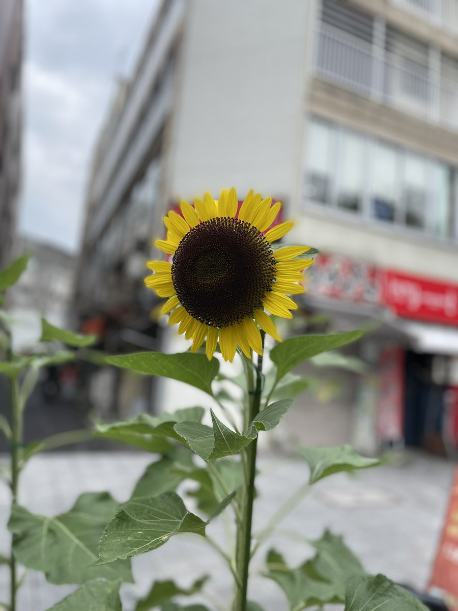 何で人間って自分が傷つく事は恐れるのに人には傷つく事言えるんやろな。
何でも言い合える関係は良いけど
そこに思いやりが無いと凶器になりそう

#colors ＃栄　＃名古屋 ＃錦　#女子大