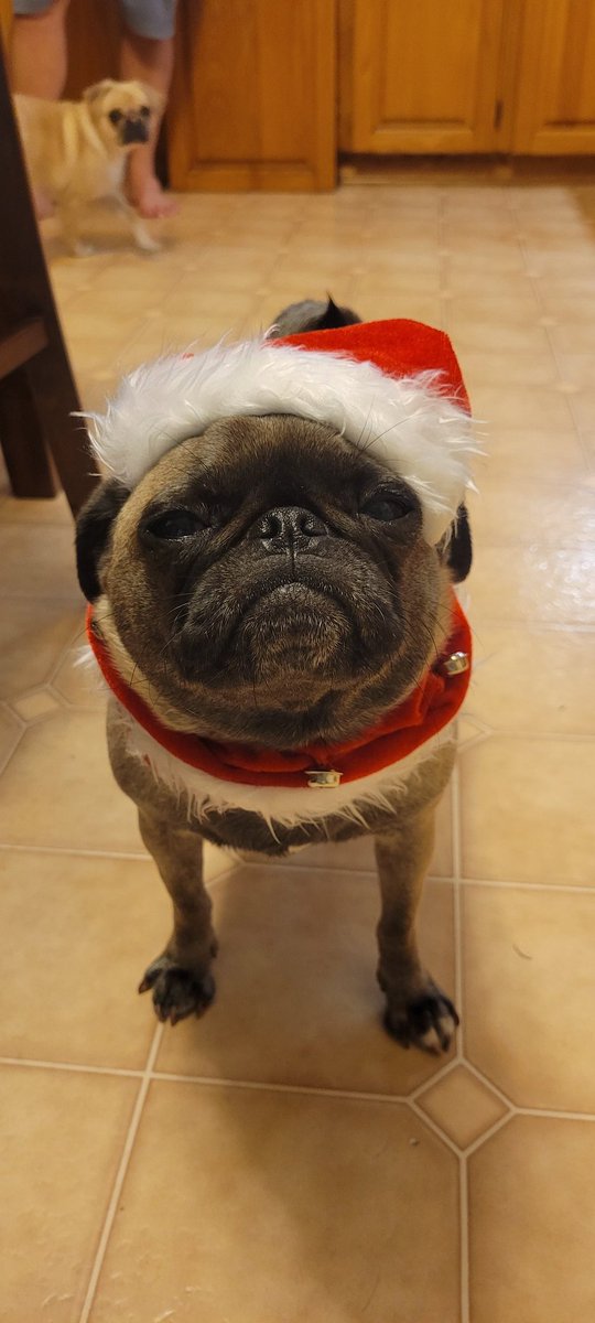 _Raven_Dolly's tweet photo. Hope you all had a great holiday!!! #puglove #Puglia #Christmaspug #2022NewYear https://t.co/k7kVvqrqDv