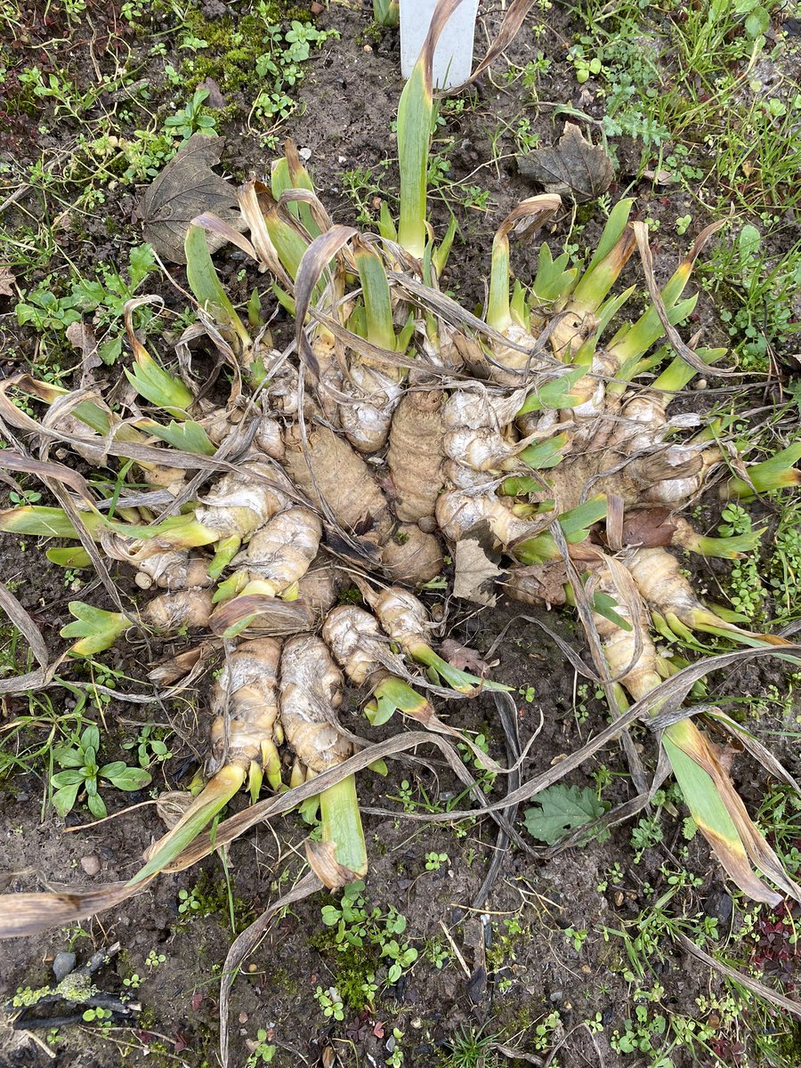 Planted as a single rhizome in the heat of a summer this is a good example of an iris plant at 2 years old! #beardedirises #iris #plants #irises #2yearsold #irislove #plantpower #lincolnshire #barerootplants #britishgrown